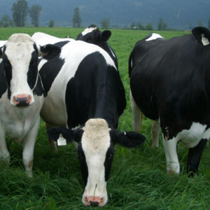 Live Dairy Cows