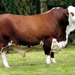 Simmental Bull Cattle