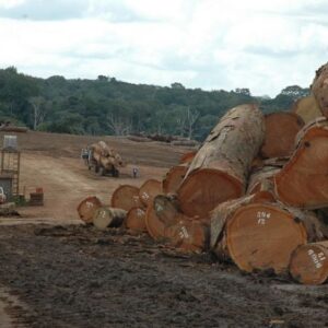 African Tropical Hardwoods
