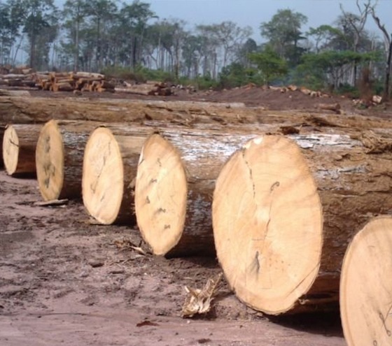 Saw Round And Square Logs